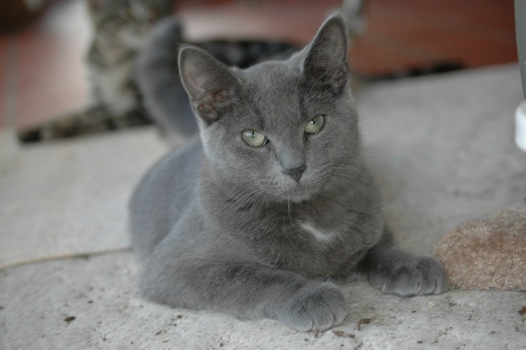 Пепельный котенок