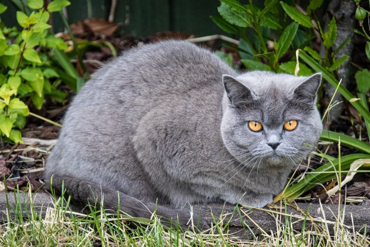 Кошка серая