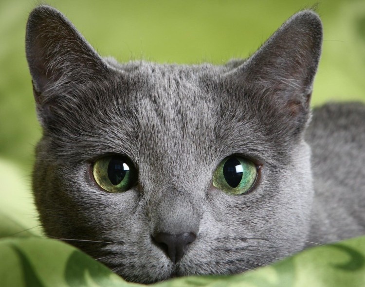 Сибирский голубая кошка короткошерстная