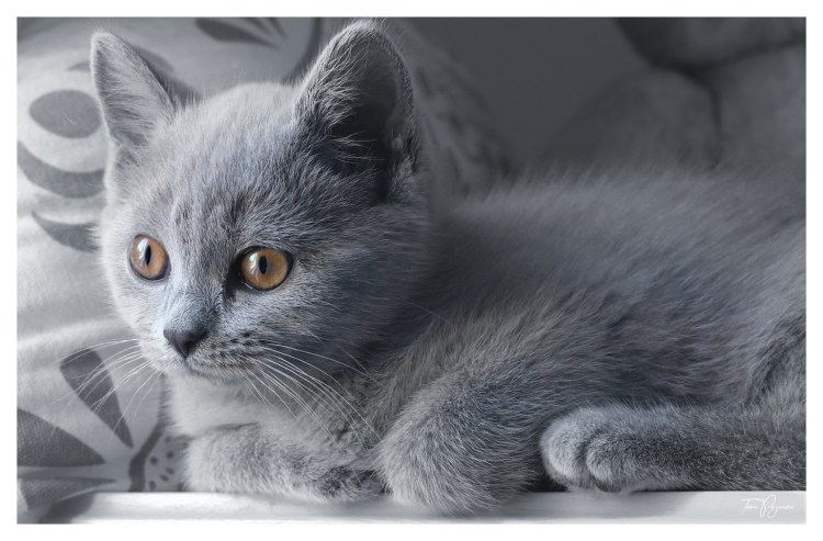 Дымчатый котенок британец