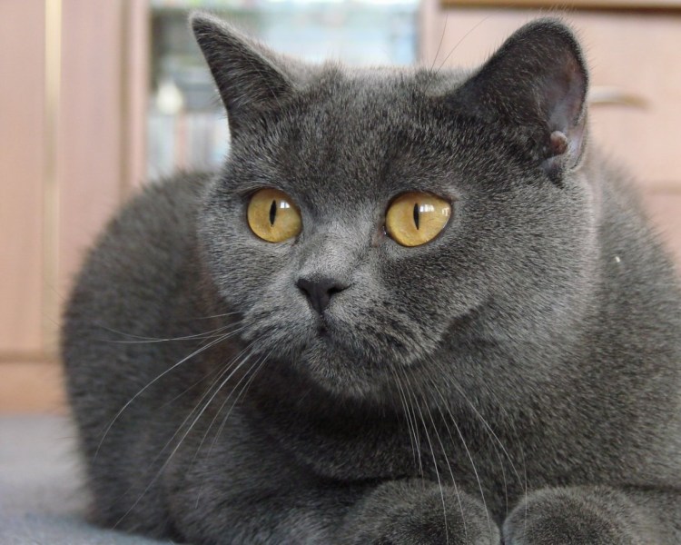 Британская дымчатая кошка