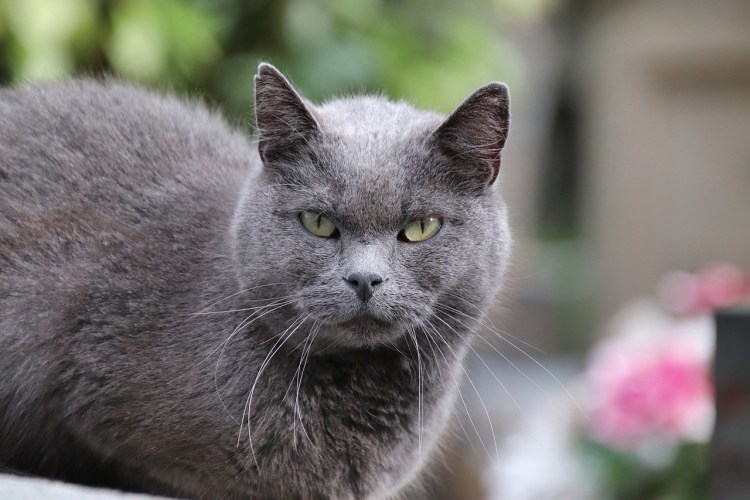 Буся кошка серая