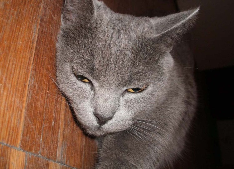 Пепельная кошка