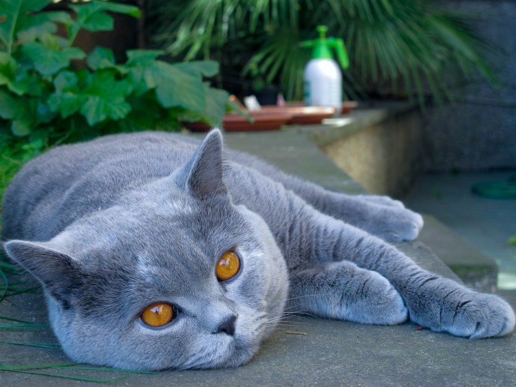 Картезианская кошка британец