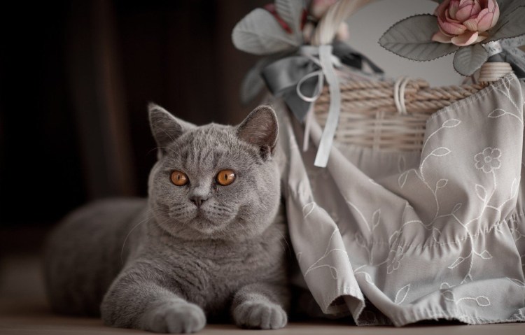 Британская кошка