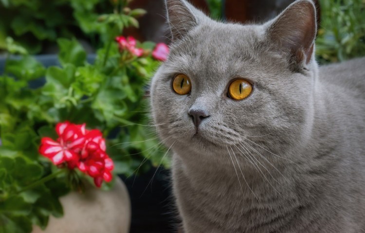 Шотландская остроухая кошка