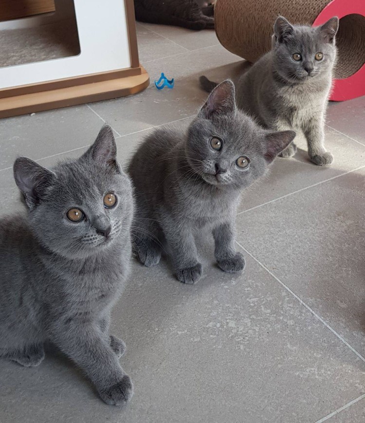 Дымчатый котенок британец