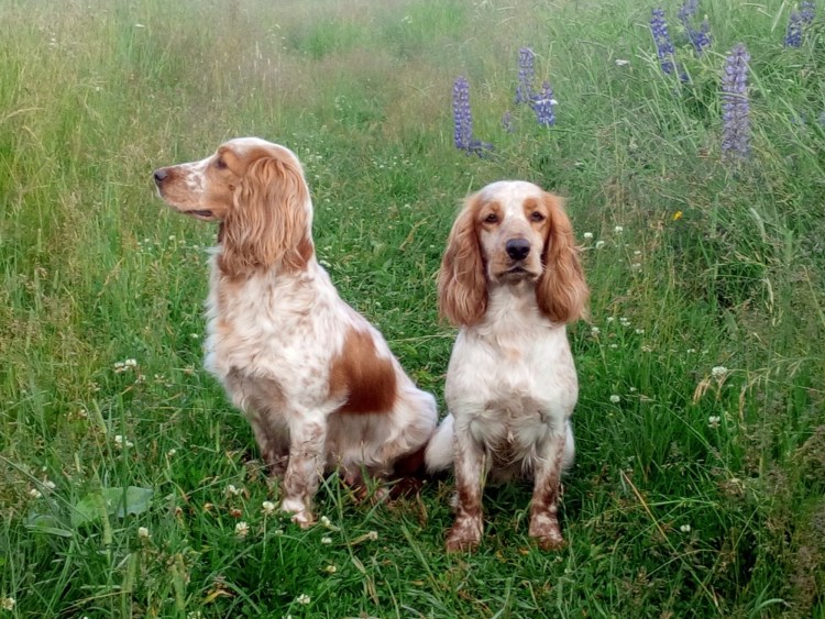 Русский охотничий спаниель рыжий