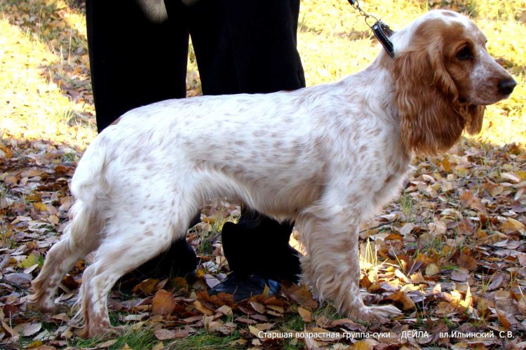 Русский спаниель рыже Пегий