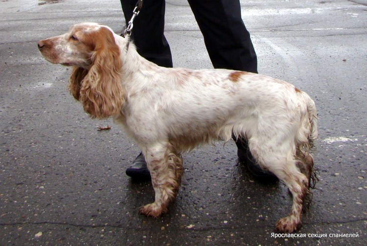 Русский охотничий спаниель Пегий