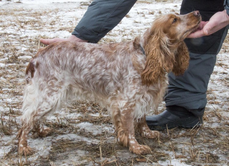 Русский охотничий спаниель Пегий