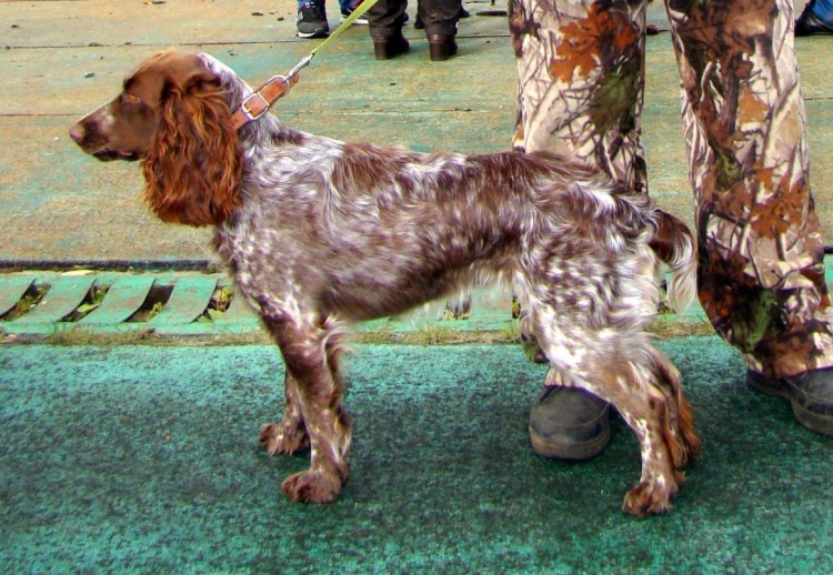 Русский охотничий спаниель