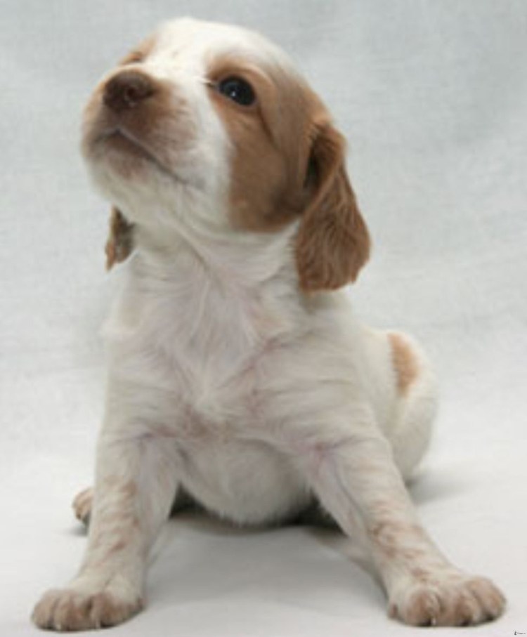 Русский охотничий спаниель Пегий