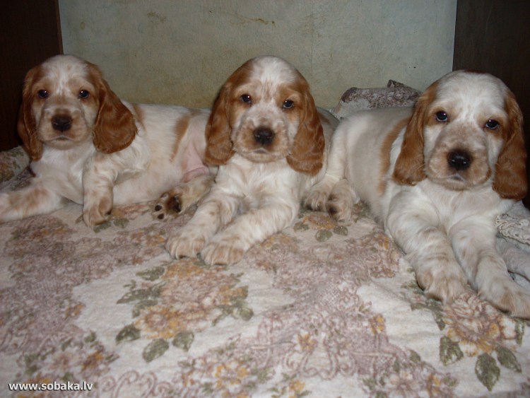 Английский кокер спаниель золотистый
