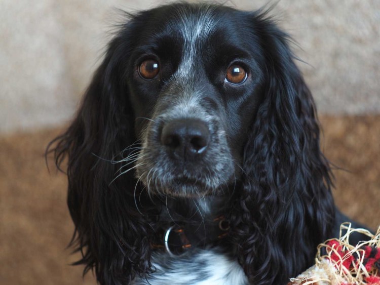 Русский спаниель коричневый с белым