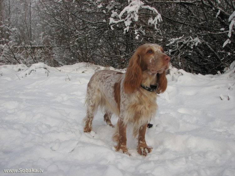 Русский кокер спаниель рыжий