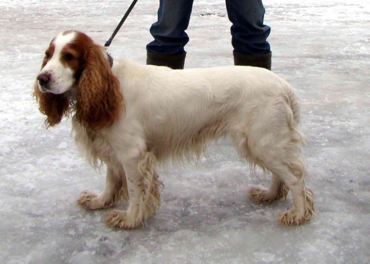 Русский охотничий спаниель рыже Пегий