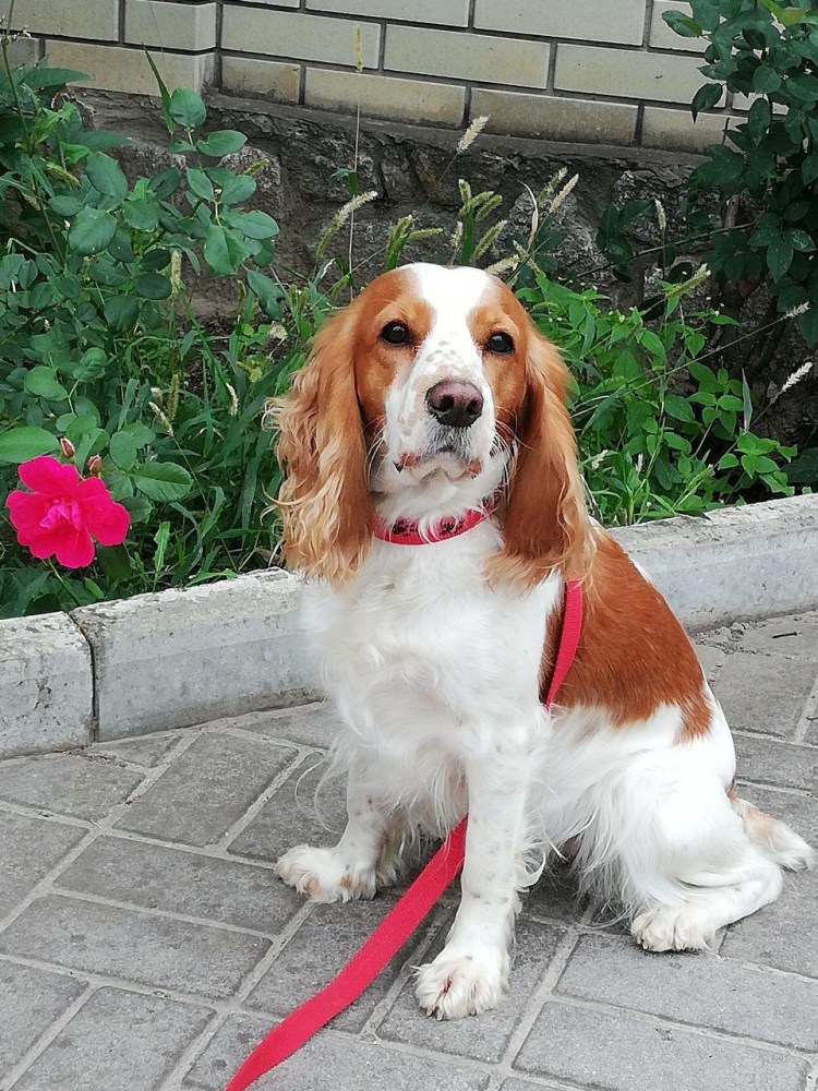 Русский кокер спаниель рыжий