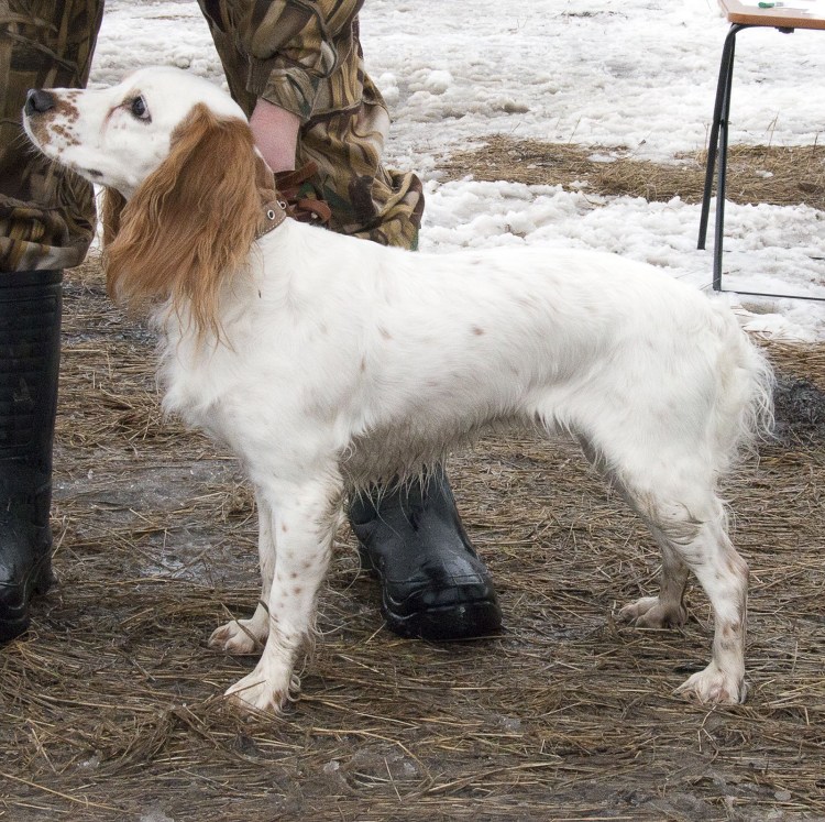 Английский кокер спаниель охотничья собака