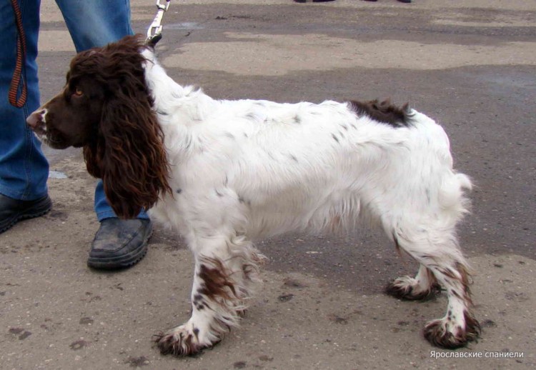 Вельш кокер спаниель