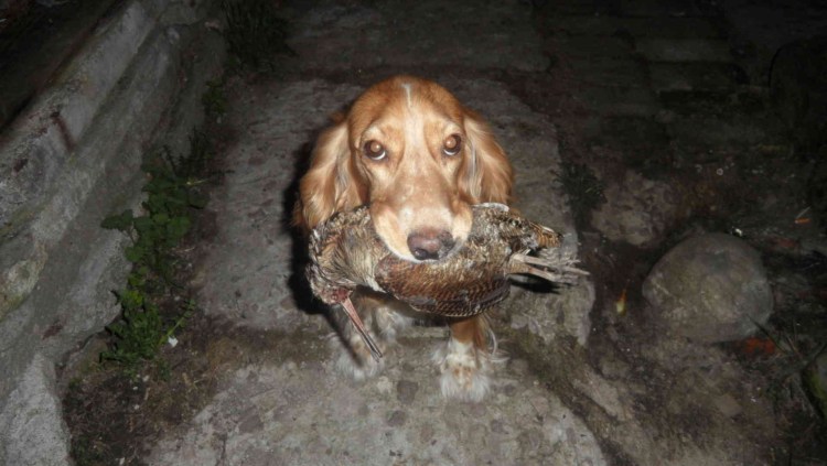 Печеночный Роан спаниель