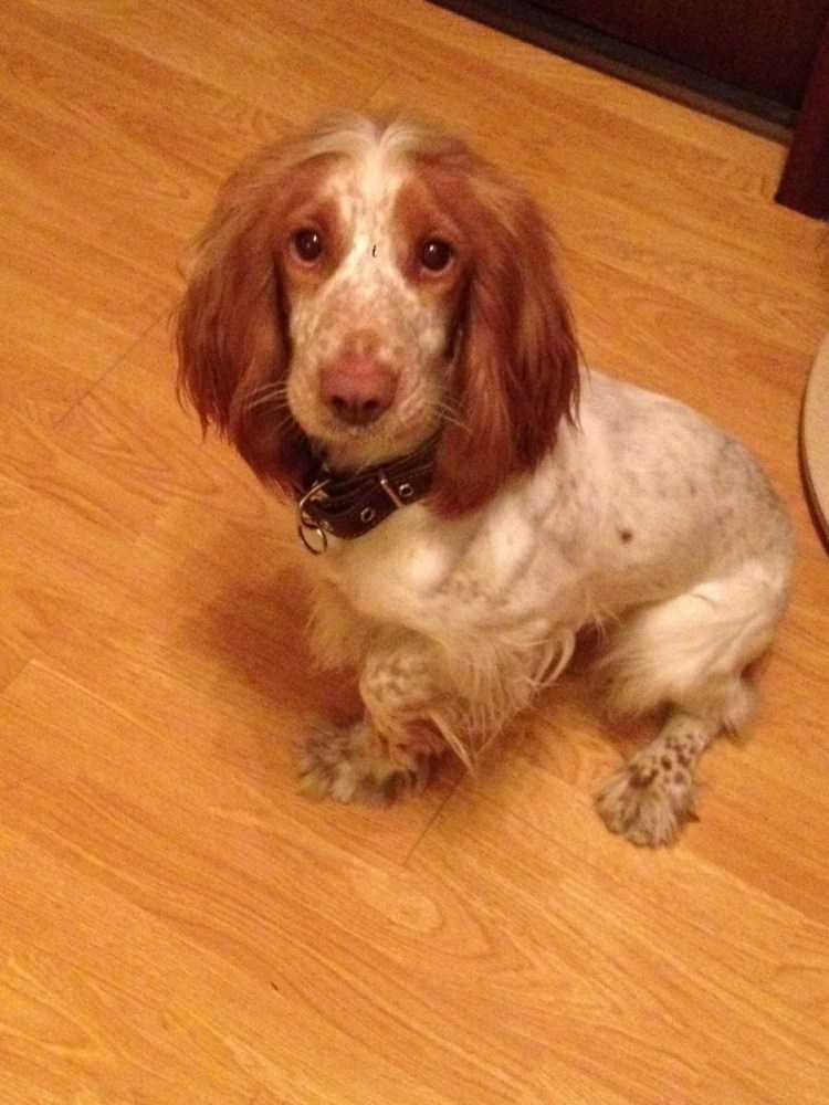 Вель спрингер спаниель