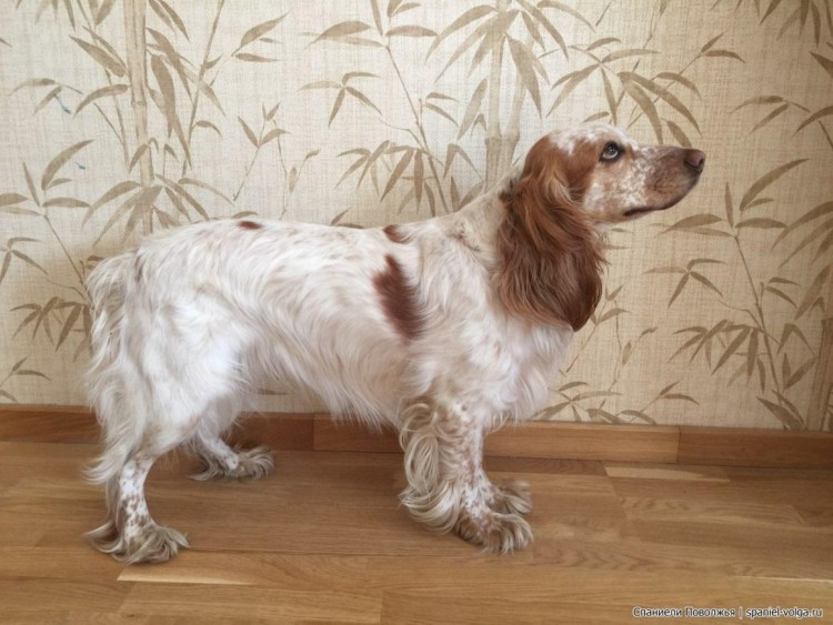 Кокер спаниель бело рыжий