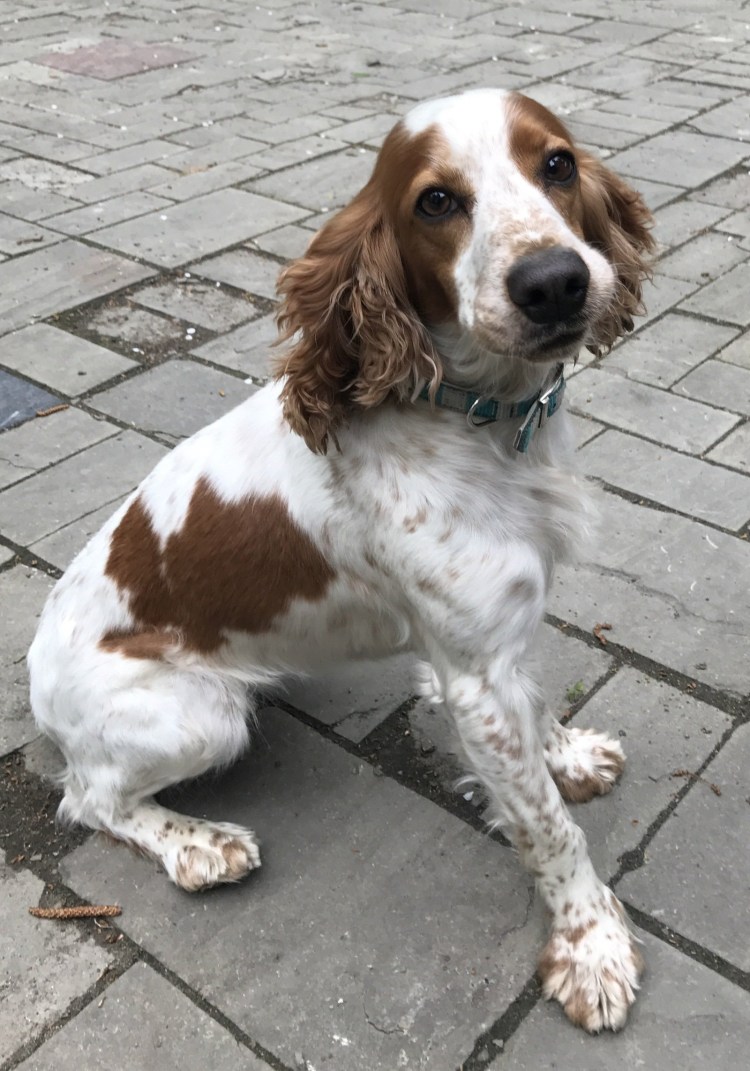 Кокер спаниель Пегий