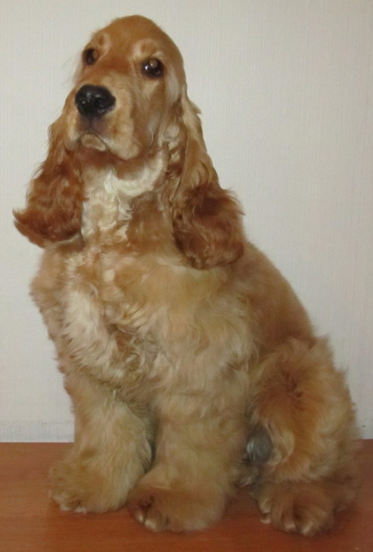 Русский кокер спаниель светлый