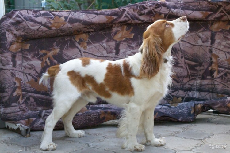 Русский охотничий спаниель рыже Пегий