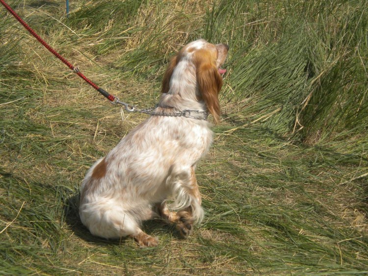 Русский охотничий спаниель рыжий с белым