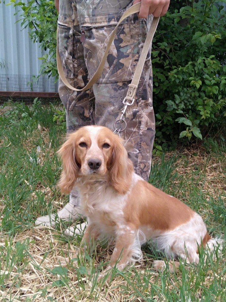 Русский спрингер охотничий спаниель