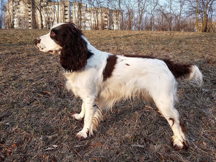 Кокер спаниель русский охотничий