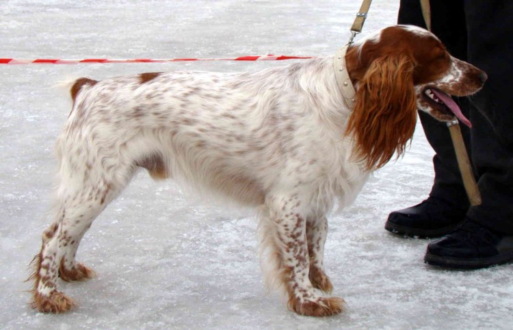 Русский охотничий спаниель рыже Пегий в крапе