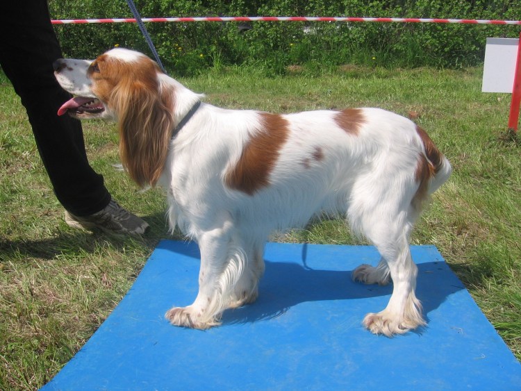 Русский спаниель рыже Пегий