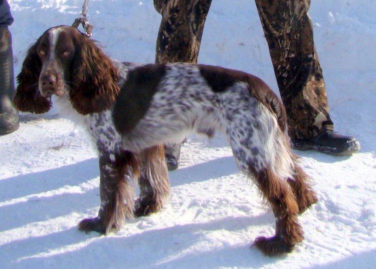 Русский охотничий спаниель коричнево Пегий