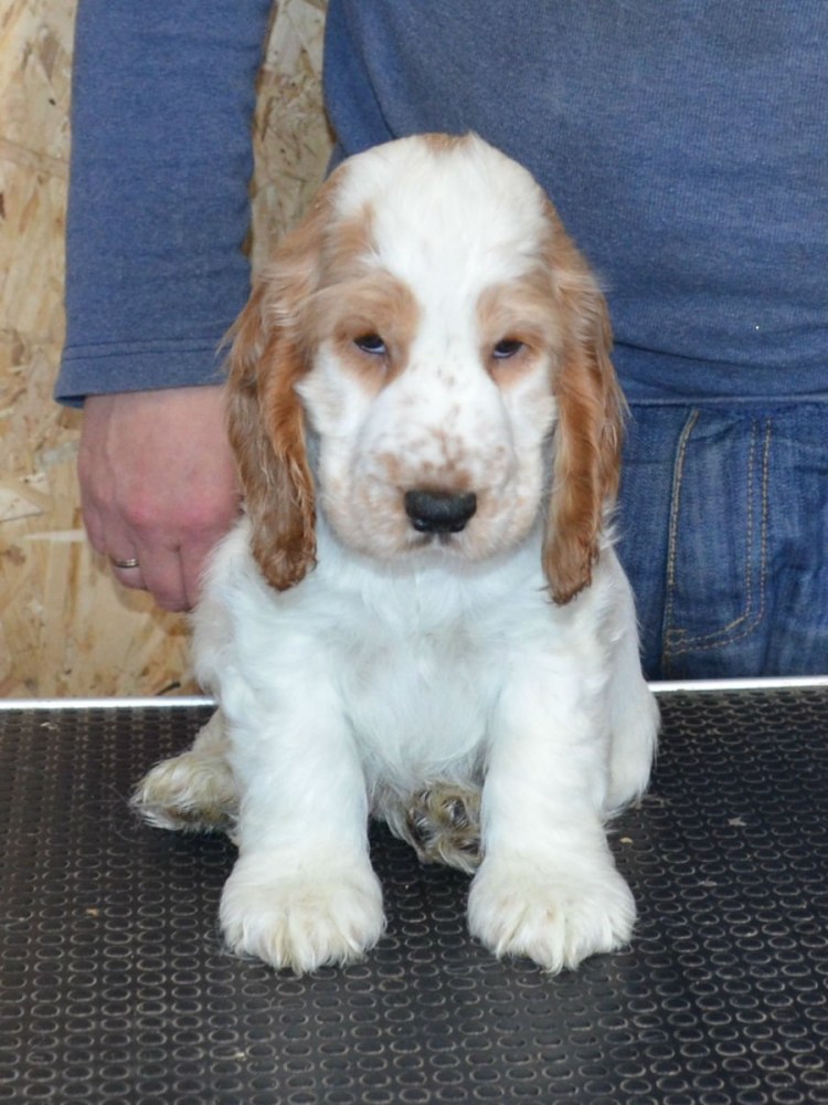 Русский кокер спаниель рыжий