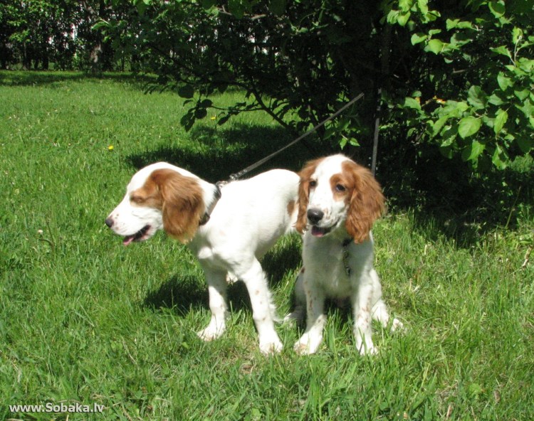 Русский охотничий спаниель палевый