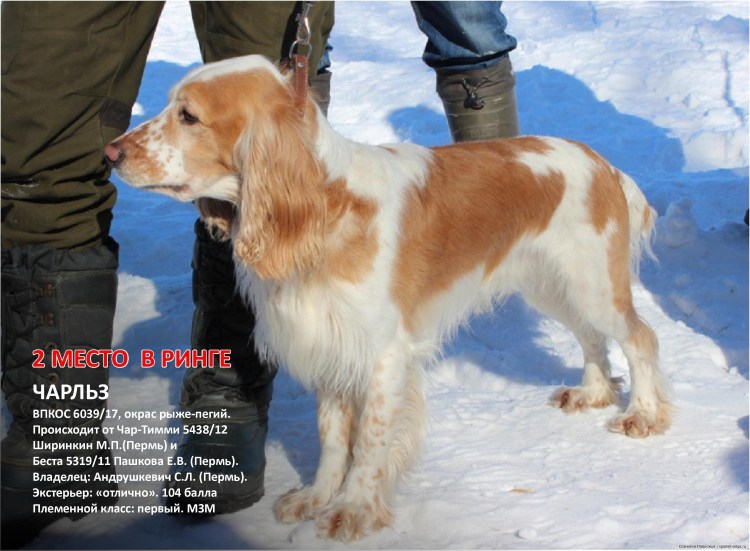 Гладкошерстный спаниель кокер рыжий