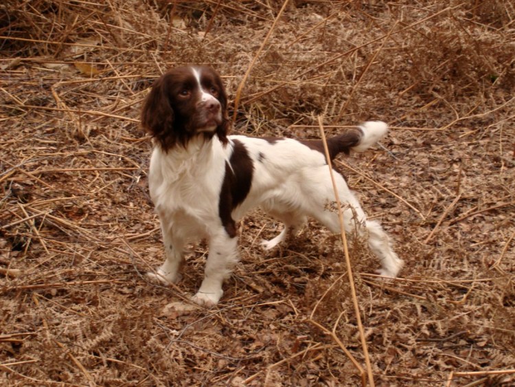 Кокер спаниель гончая