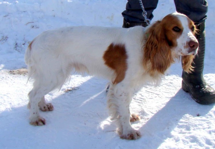 Русский охотничий спаниель рыже Пегий