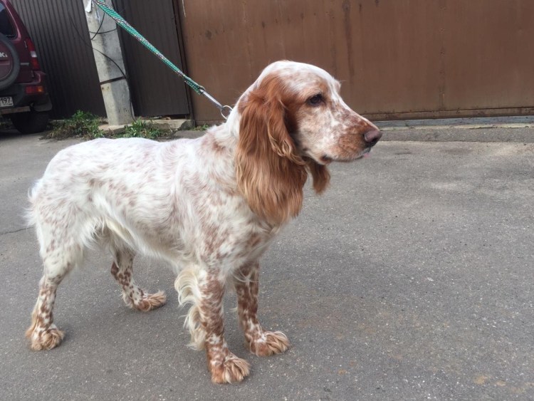 Русский охотничий спаниель рыжий