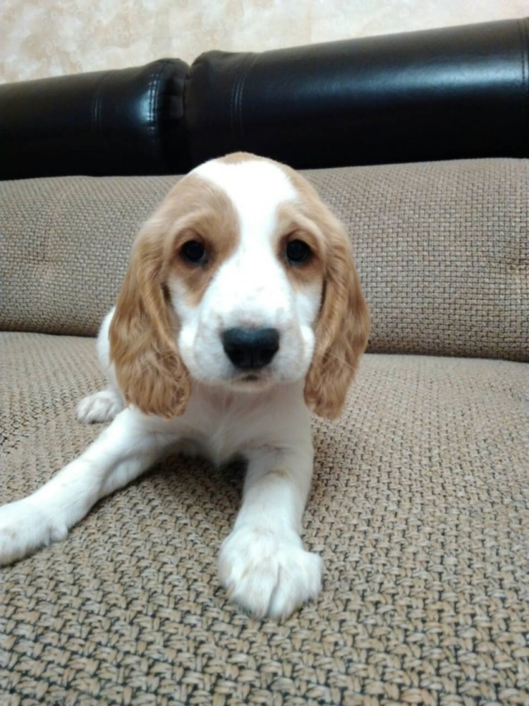 Русский охотничий спаниель рыжий с белым