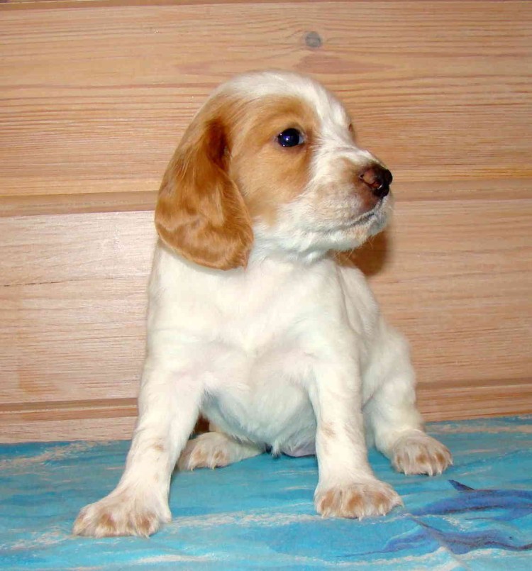 Русский спаниель взрослый