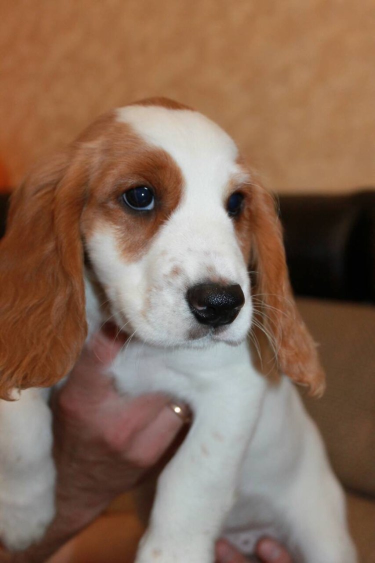 Русский кокер спаниель