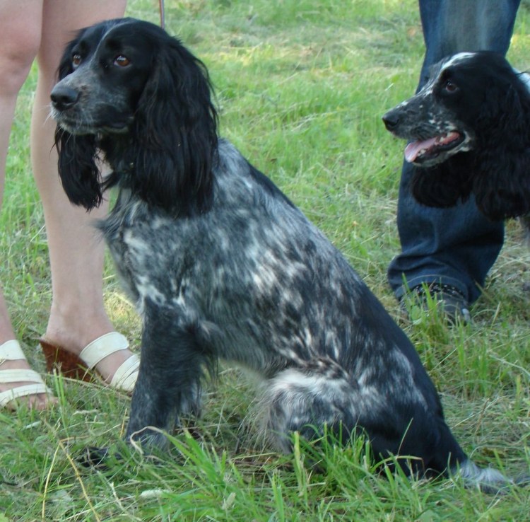 Английский кокер-спаниель