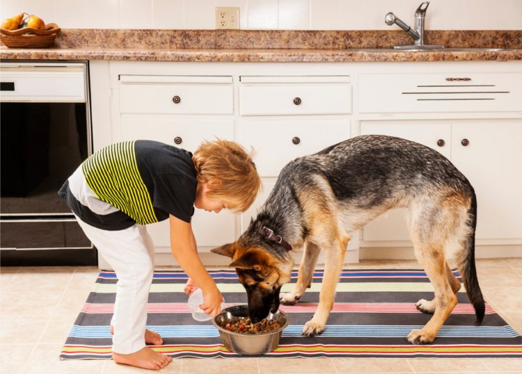 Мальчик кормит собаку