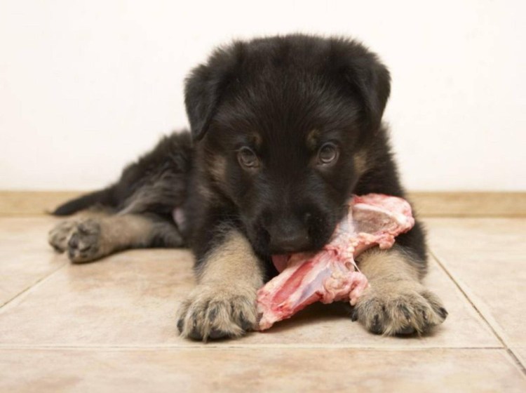 Месячные щенки немецкой овчарки