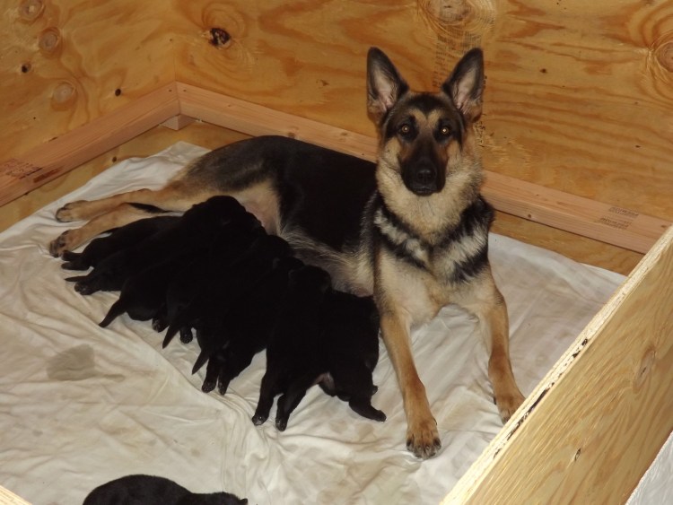 2х месячная овчарка немецкая