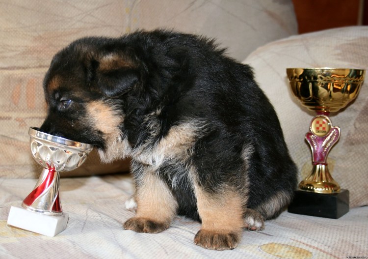 Миска для щенка немецкой овчарки